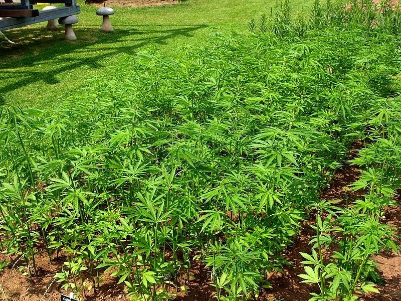 Минсельхоз выделил землю для разведения медицинской марихуаны